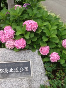 北通紫陽花